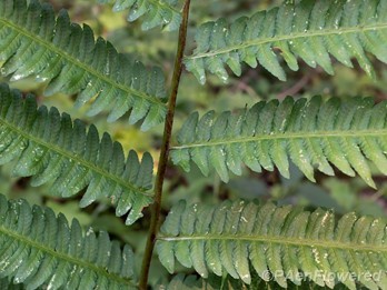 Rachis and pinnae